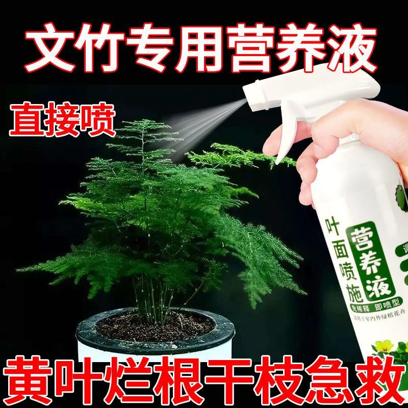 文竹营养液室内盆栽植物通用养花绿植营养液喷雾防黄叶促生长四季