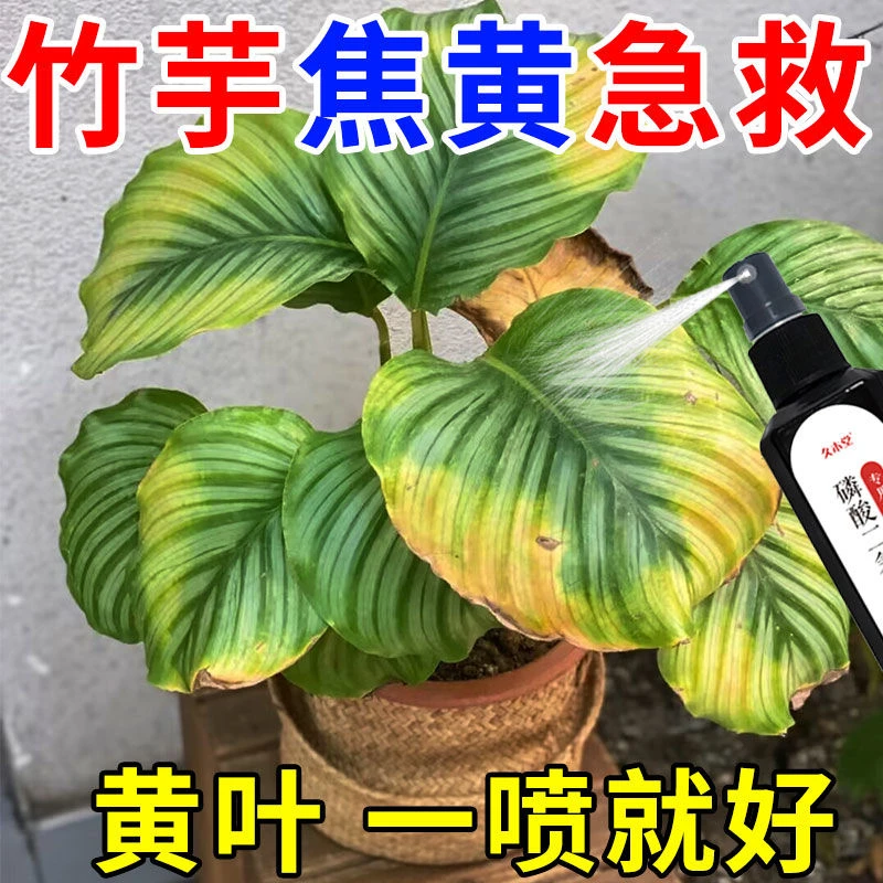 【急救】竹芋专用营养液苹果竹竹芋卷边飞羽竹芋孔雀黄叶焦叶枯萎
