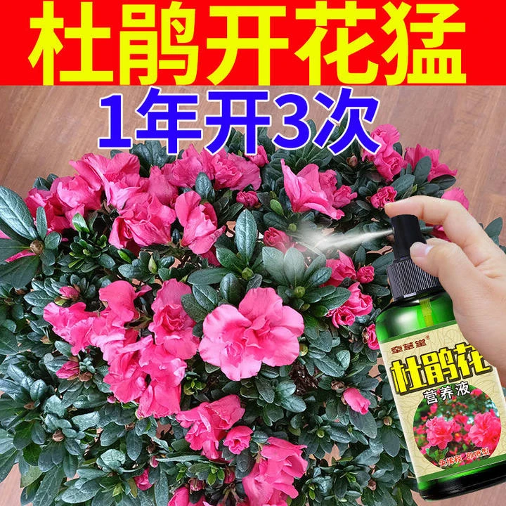杜鹃花专用花肥营养液促生根开花防黄叶烂叶落蕾免稀释专用肥料