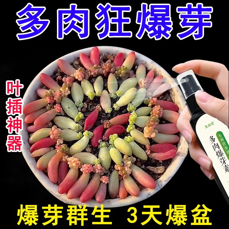【爆芽素】多肉专用增肥生根快速生芽生根增肥增色壮根专用营养液