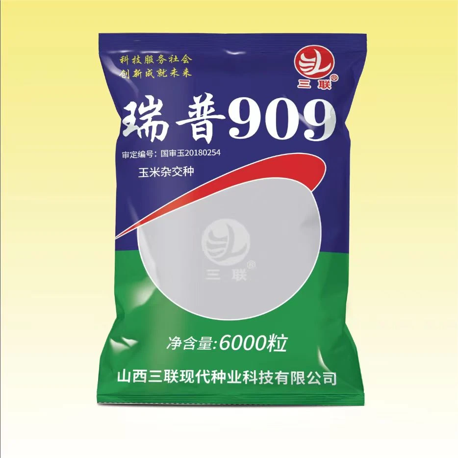 铁31354斤七两6000粒紫杆大棒矮杆高产瑞普909高产~玉米肥