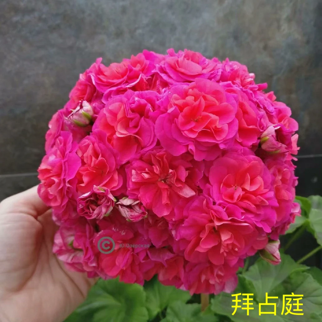 天竺葵花卉【拜占庭】