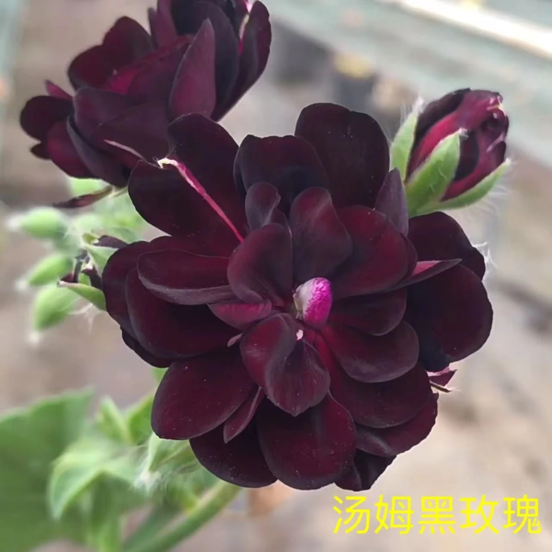 精品天竺葵【汤姆黑玫瑰】小苗