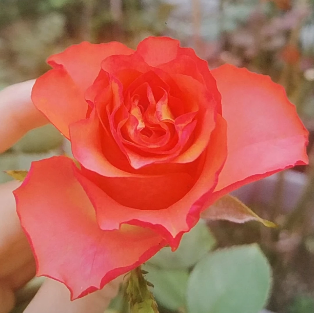 [丰姿]酒杯状切花花期长阳台庭院盆栽地栽多季开花月季玫瑰花卉