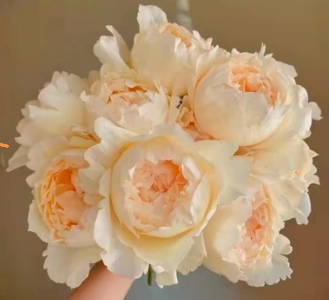 [奶油伊芙]大花强香直立性好抗病包子型月季玫瑰花卉