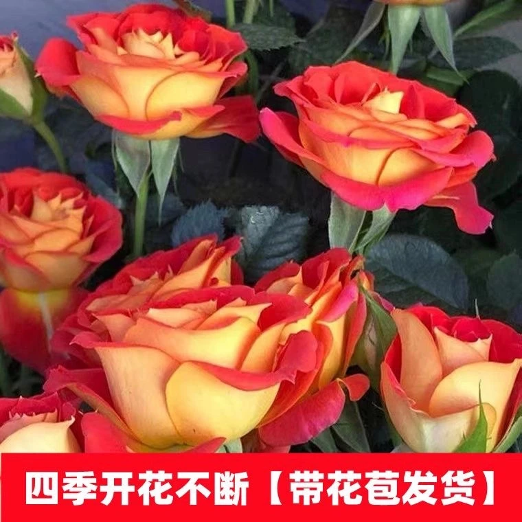 【双鱼座二桥】月季带花盆栽多季开阳台花卉庭院植物地栽