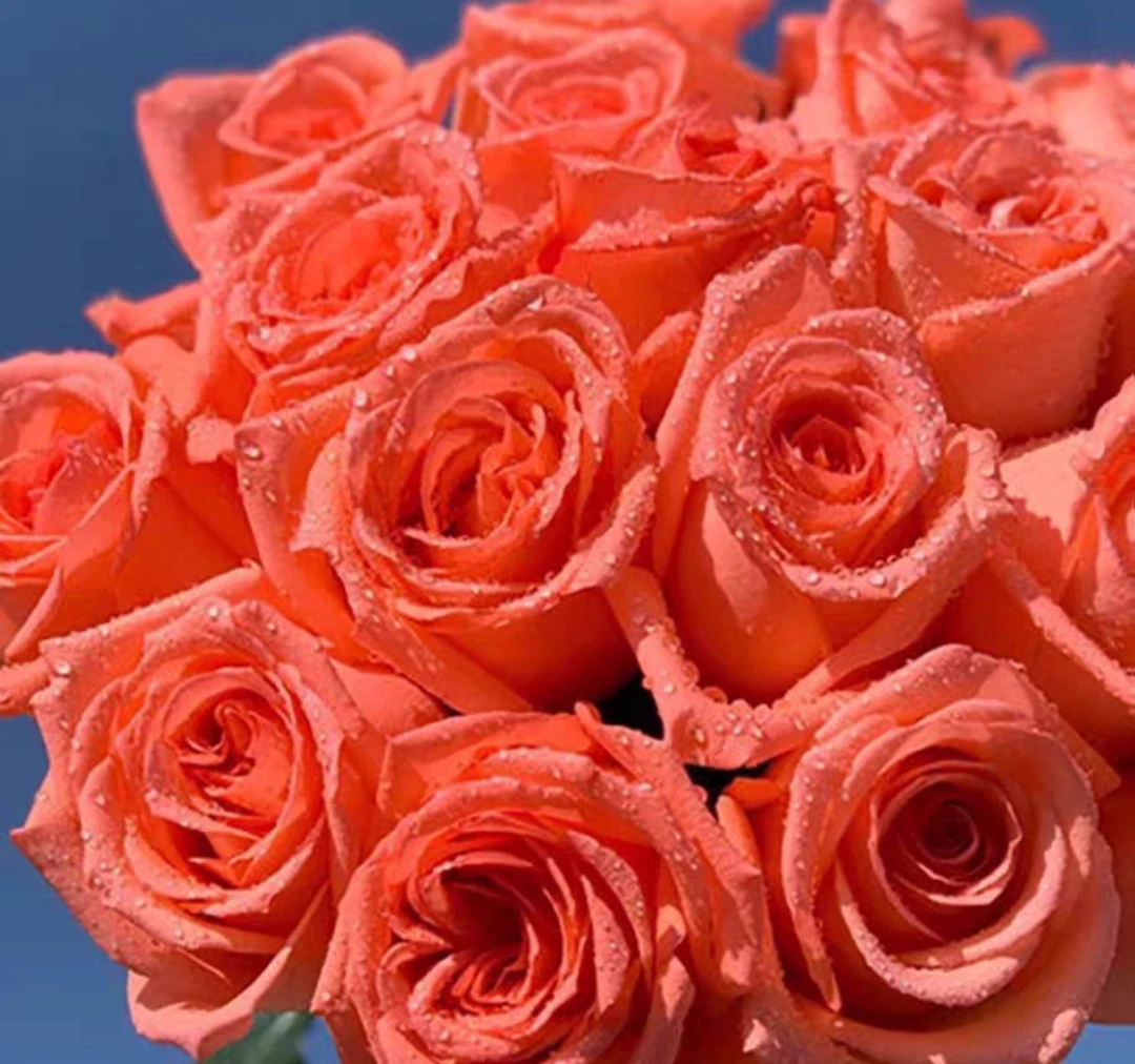 [影星]阳台盆栽月季庭院地栽耐旱耐寒抗病勤花切花玫瑰分枝性好