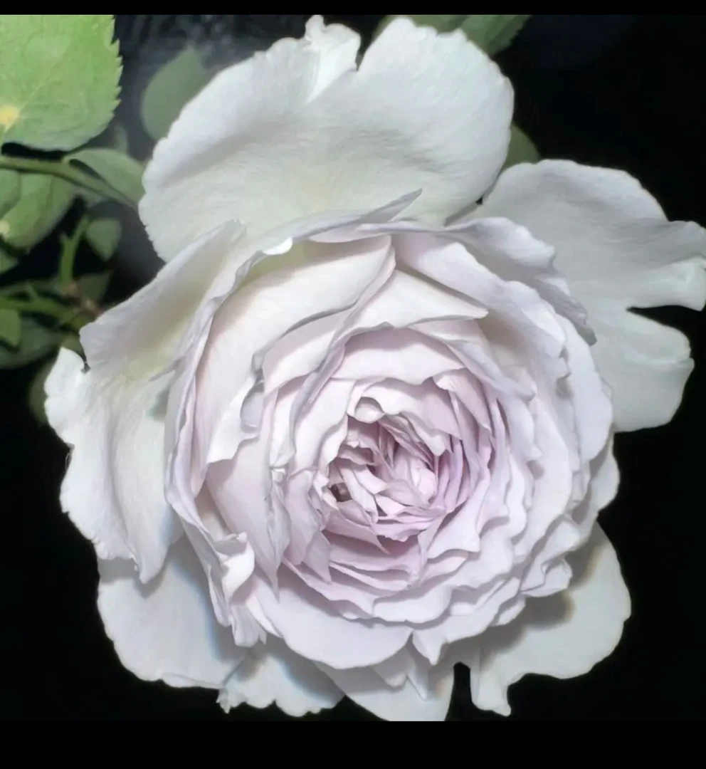 【加佰列】浓香单棵扦插灌木阳台庭院月季玫瑰花卉