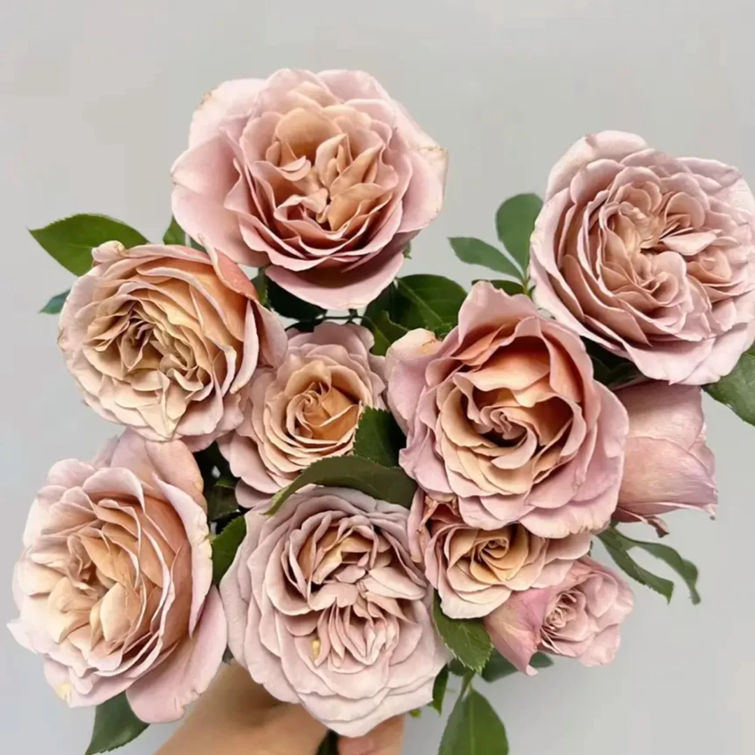 【可可洛可】灌木丰花大花切花复古色月季花卉