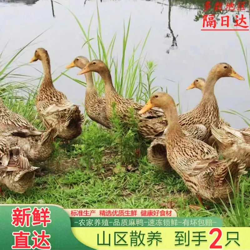 【拍一发二买一只送一只】散养鸭子宰杀2只带箱5斤无内脏去爪