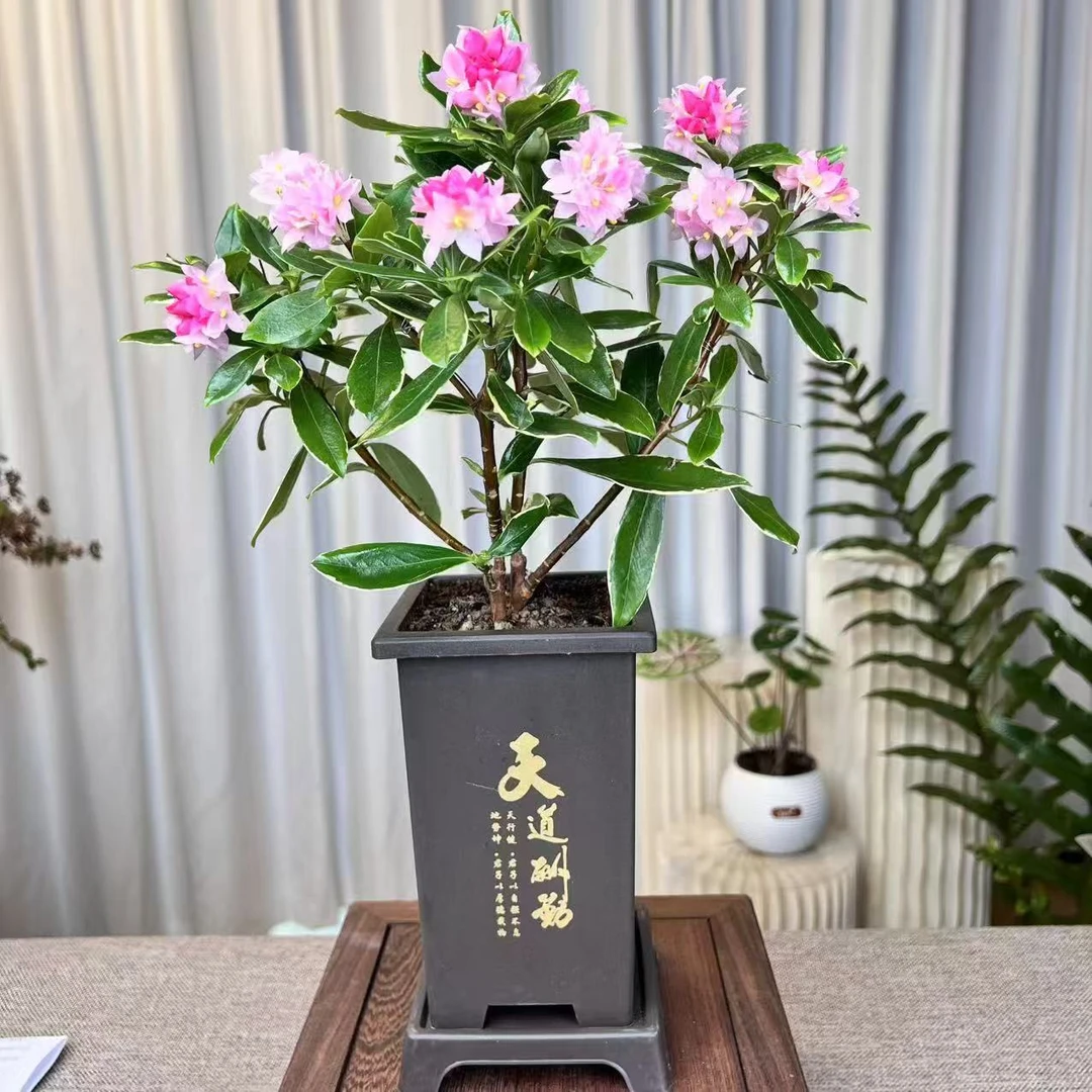 金边瑞香盆栽浓香型花苞室内老桩客厅植物耐寒花卉年宵四季开花