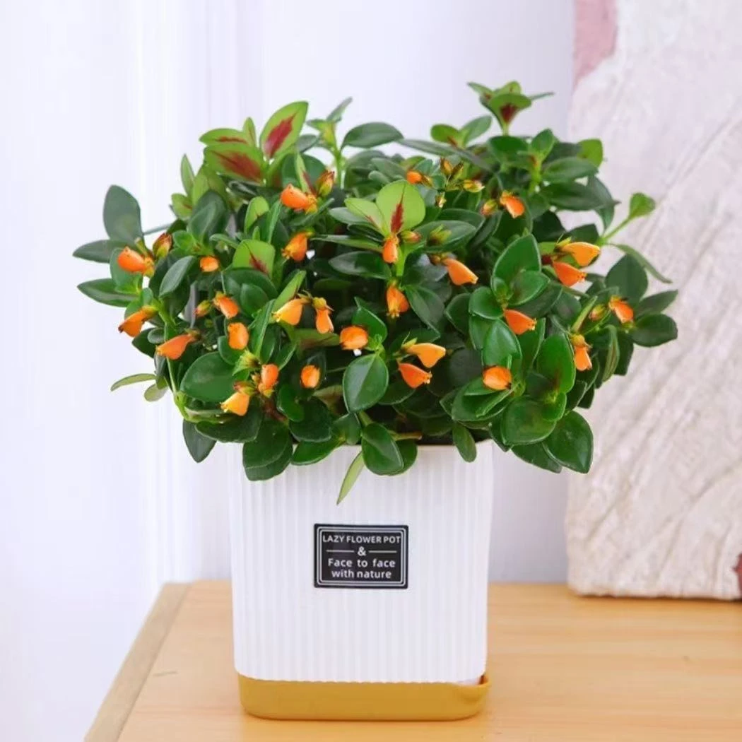 金鱼花吊兰盆栽办公室植物四季常青阳台花卉绿植物室内好养亲嘴鱼