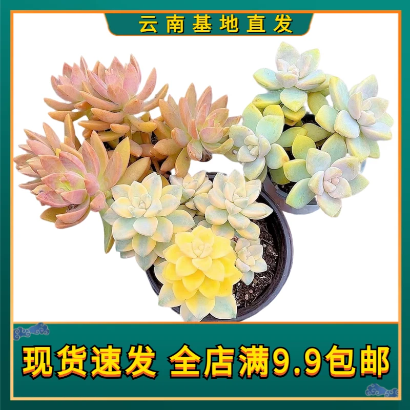 【美杏丁组合】【满9.9包邮】星花怒放 阳台露台办公栽种养护四季裸根