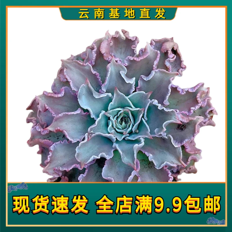 【饺子皮】【满9.9包邮】星花怒放阳台露台多肉植物栽种养护黄