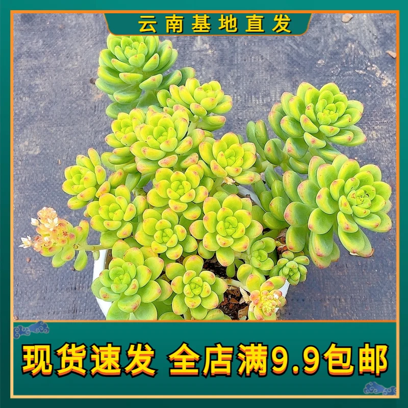 【香格里拉群】【满9.9包邮】星花怒放二哥多肉植物栽种养护黄色四季