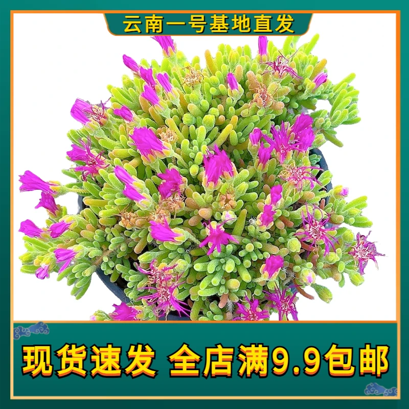【枝干番杏 满9.9包邮】星花怒放阳台露台办公室绿植植物栽种养护