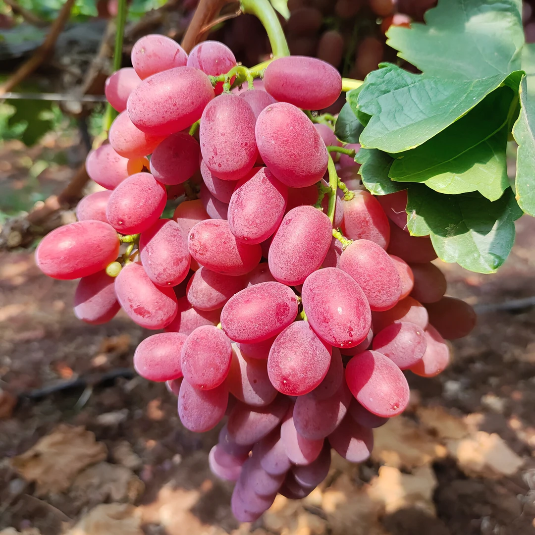 果树苗（带土带叶发货）克伦生葡萄苗南北方种植庭院爬藤葡萄树苗