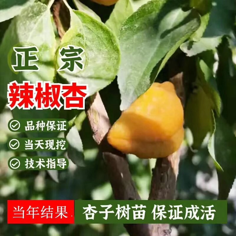 新品种晚熟甜杏子苗辣椒杏树苗辣子杏苗耐寒特大黄杏抗冻盆栽地栽