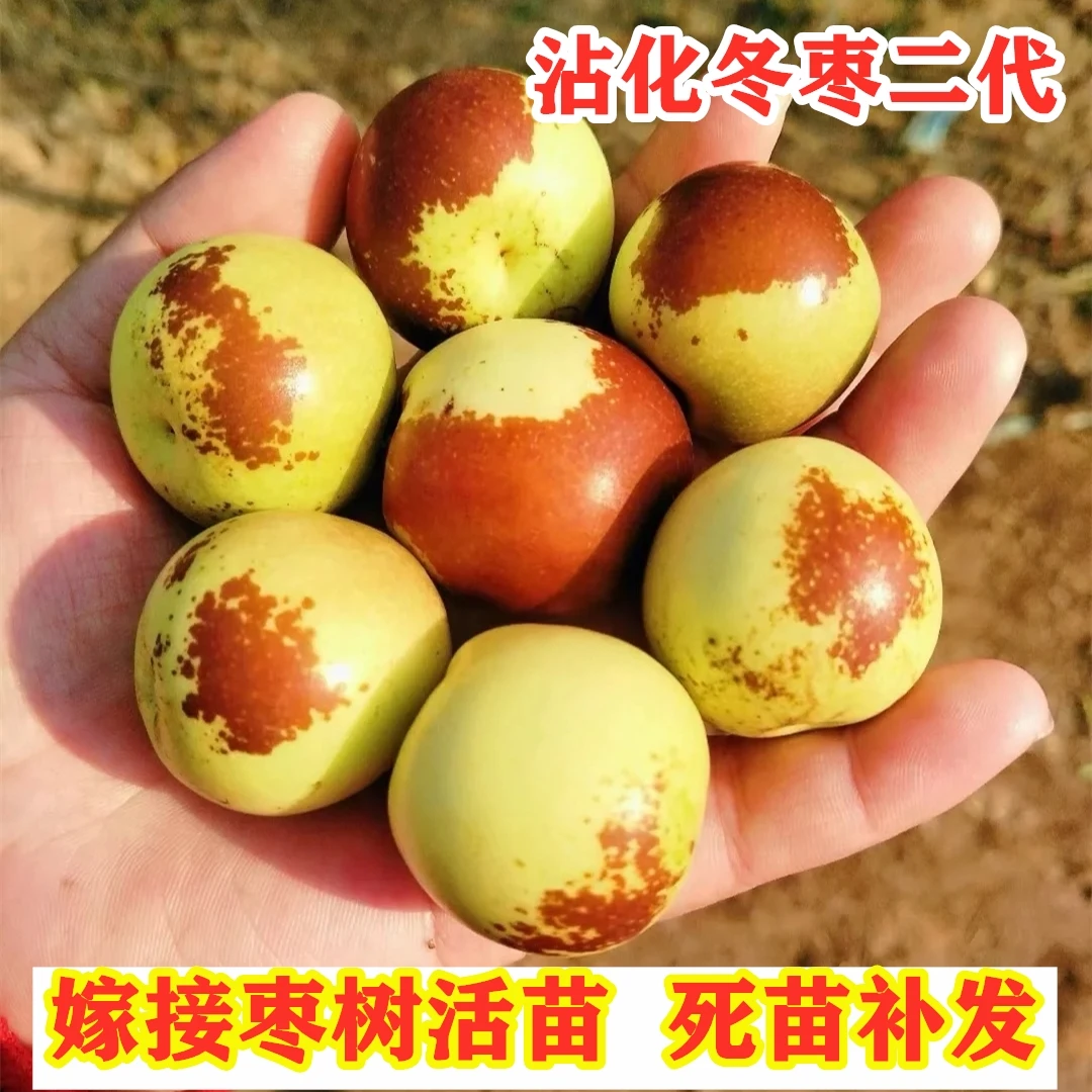 沾化冬枣二代枣树苗嫁接特大冬枣树南方北方种植脆甜枣苗盆栽地栽