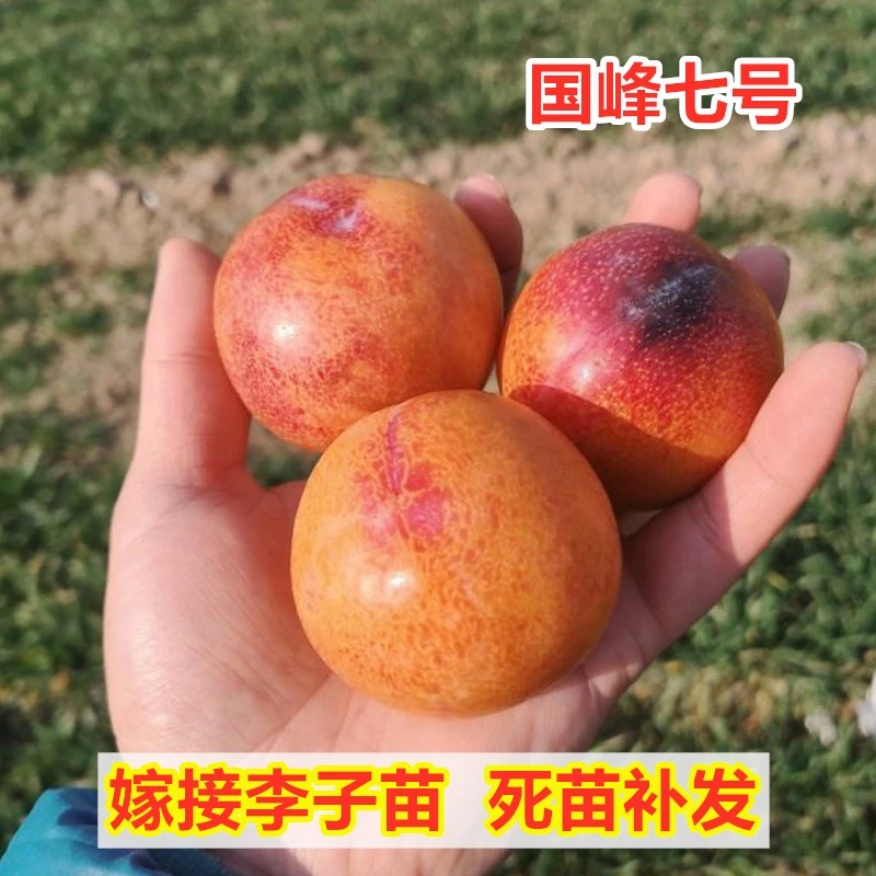 国峰七号李子树苗嫁接晚熟耐寒7号李子果树苗特大脆甜南北方种植