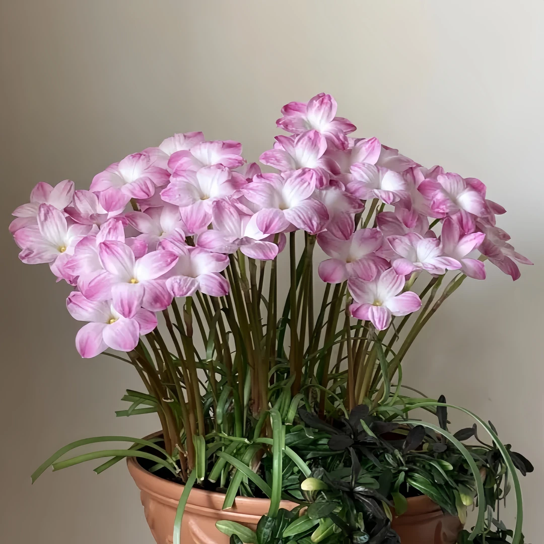 风雨兰种球重瓣【特价】春夏播种种植花开阳台盆栽耐热耐寒四季开