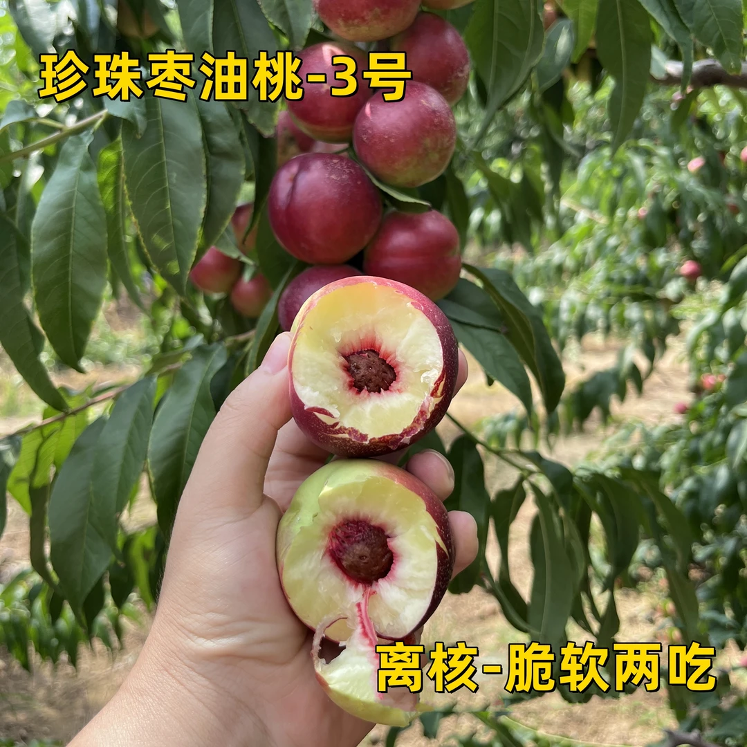 【顺丰快递】脆甜珍珠枣蜜桃晚熟3号离核露天头茬麻点水密油桃应季