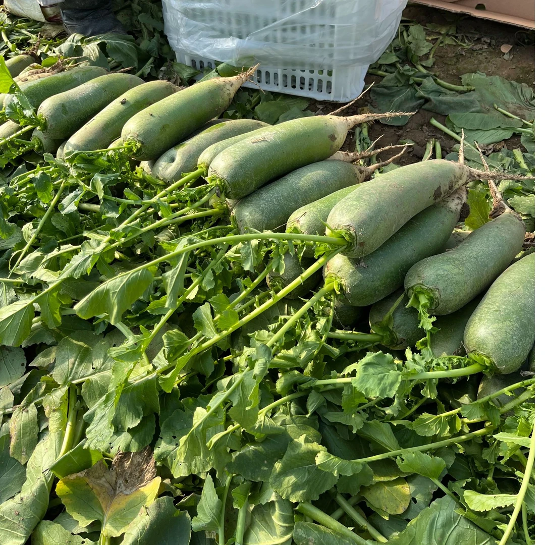 天星2号水果萝卜 5斤装JDSF包邮