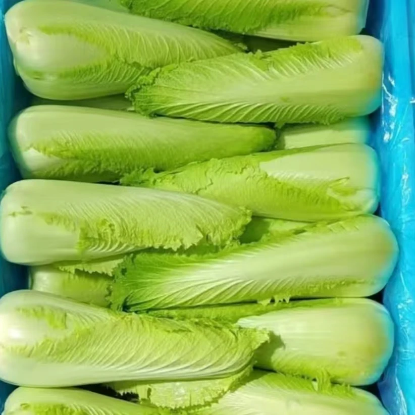 天津武清新鲜龙牙菜  5斤装（4-8颗）