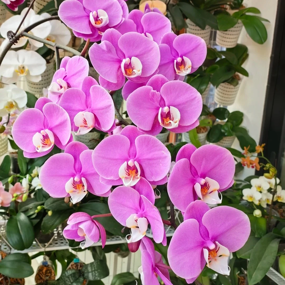 【开花株】赛冰冰室内花卉蝴蝶兰粉色大花3.0寸