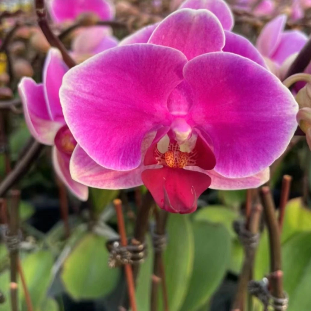 【花苞株】3.0红日蝴蝶兰开花花苞株