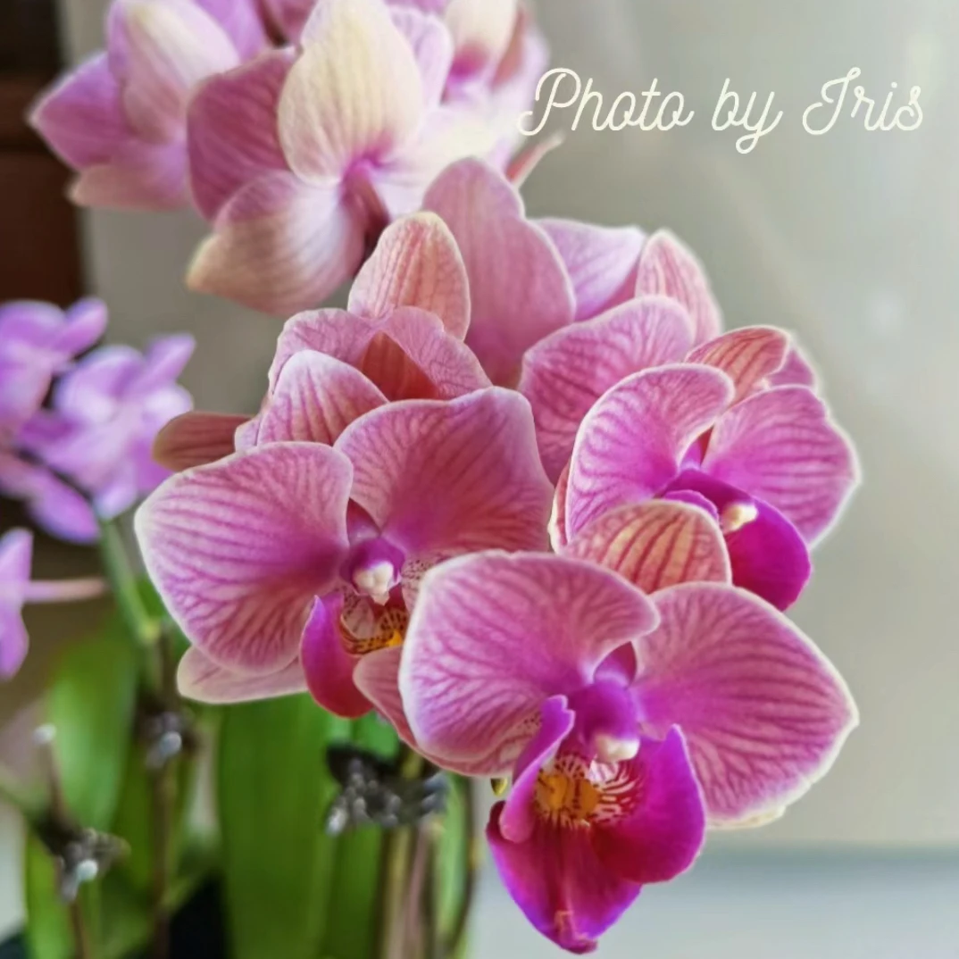 「瓢虫」3.0寸杯带花花苞株小巧精致可爱灵动桌面摆放蝴蝶兰