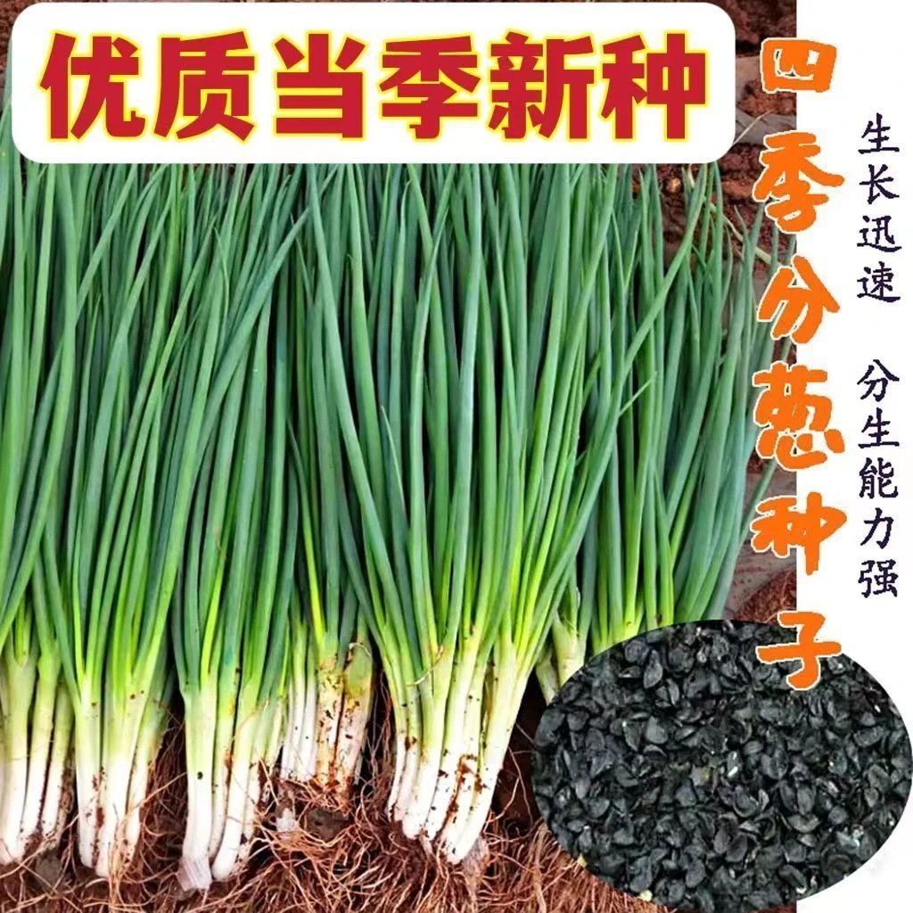 【吃不完】超耐热耐寒小香葱种四季浓香小葱阳台盆栽野生小香葱孑