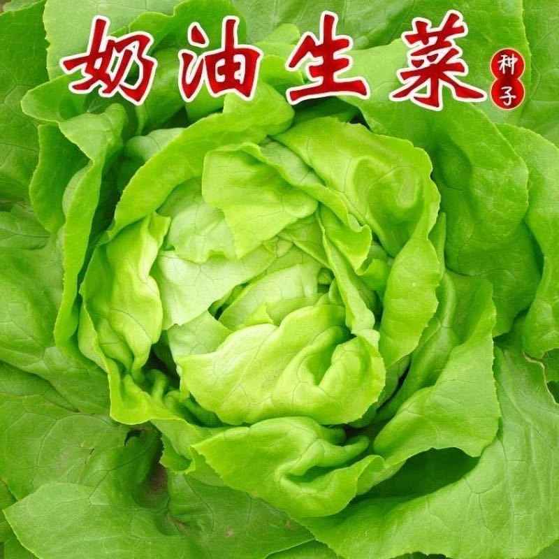 奶油生菜种子意大利生菜种子阳台盆栽播农家春季夏季蔬菜种孑