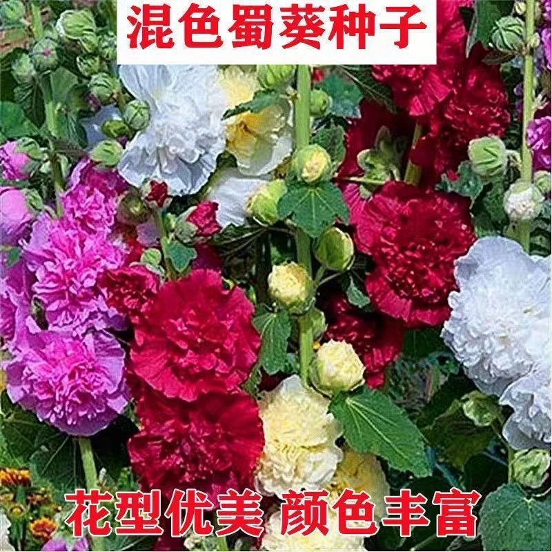 重瓣蜀葵大花重瓣四季开花室外庭院易活一丈红花好养活浓香包开花