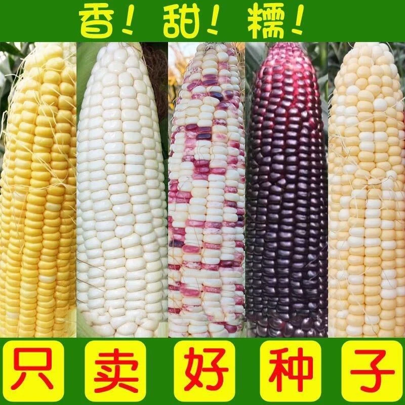 玉米种子大全高产早熟甜糯玉米种子水果玉米彩甜糯玉米鲜食甜玉米