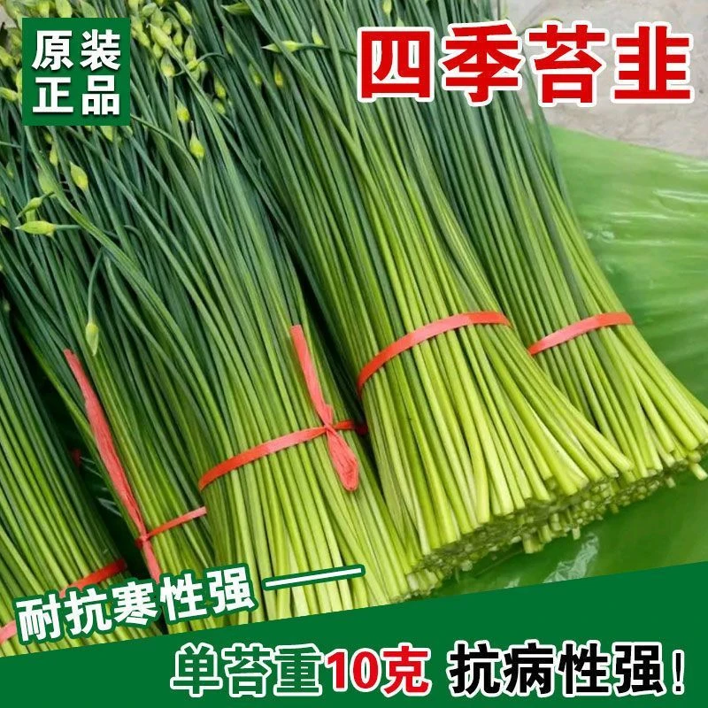 四季苔韭种子韭菜苔种籽蒜苔速生耐寒耐热抗病四季播蔬菜种子孑