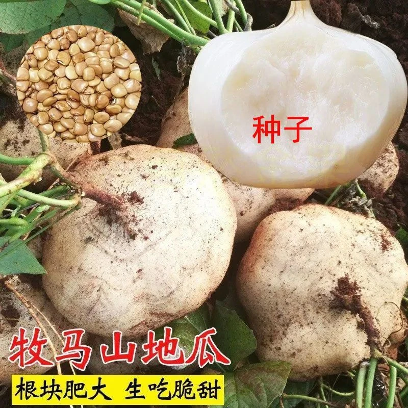 牧马山凉薯种子水果地瓜种籽特大白瓤香甜早熟沙葛土瓜春夏瓜果籽