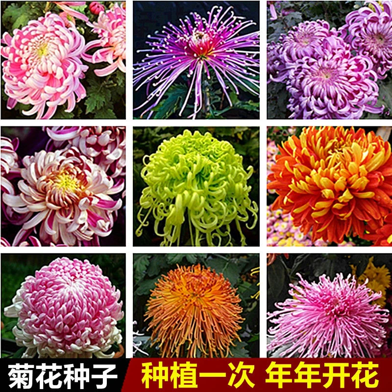 菊花种子四季播种户外耐寒花卉种籽庭院造景阳台盆栽观赏花草种子