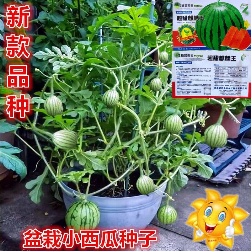 盆栽小西瓜种子四季播种庭院阳台高产甜王玲珑小西瓜蔬菜水果种籽