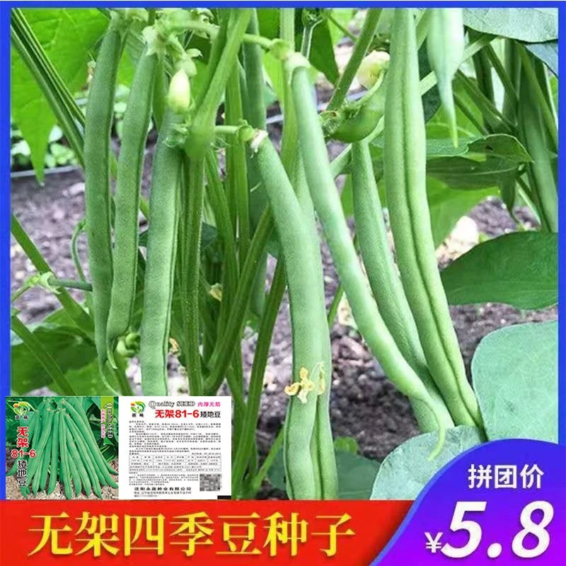四季豆种子无架早熟地豆豆角种籽矮生不用搭架可盆栽蔬菜芸豆种子