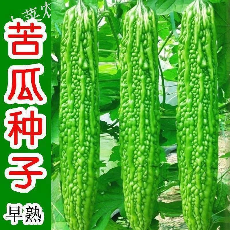 长绿苦瓜种子四季阳台季庭院阳台盆栽蔬果瓜果蔬菜子常绿苦瓜种籽