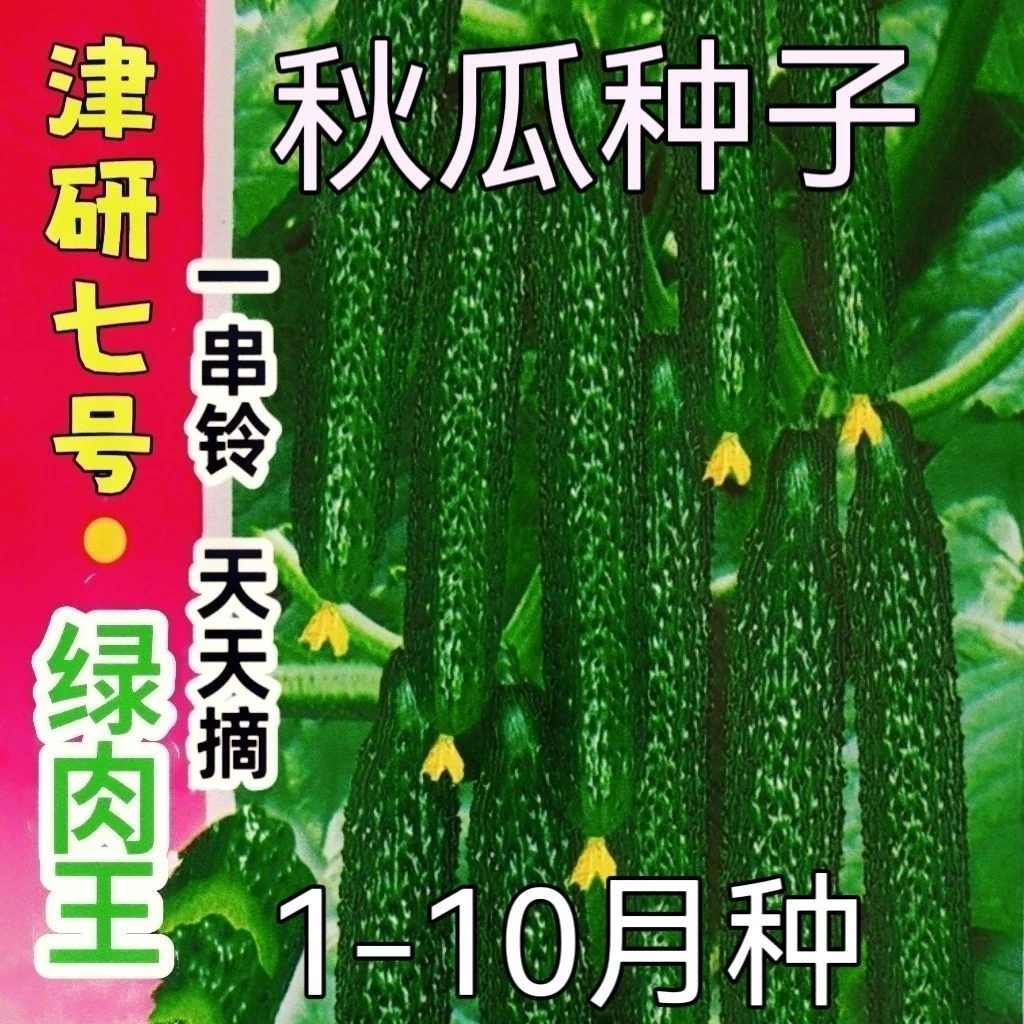 秋黄瓜种子七号绿心水果甜黄瓜种子多汁春夏秋播黄瓜种籽蔬菜种子