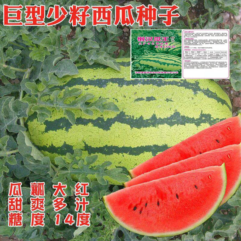 特大【巨型西瓜种子】高产超甜早熟四季播种无籽农科院水果西瓜籽