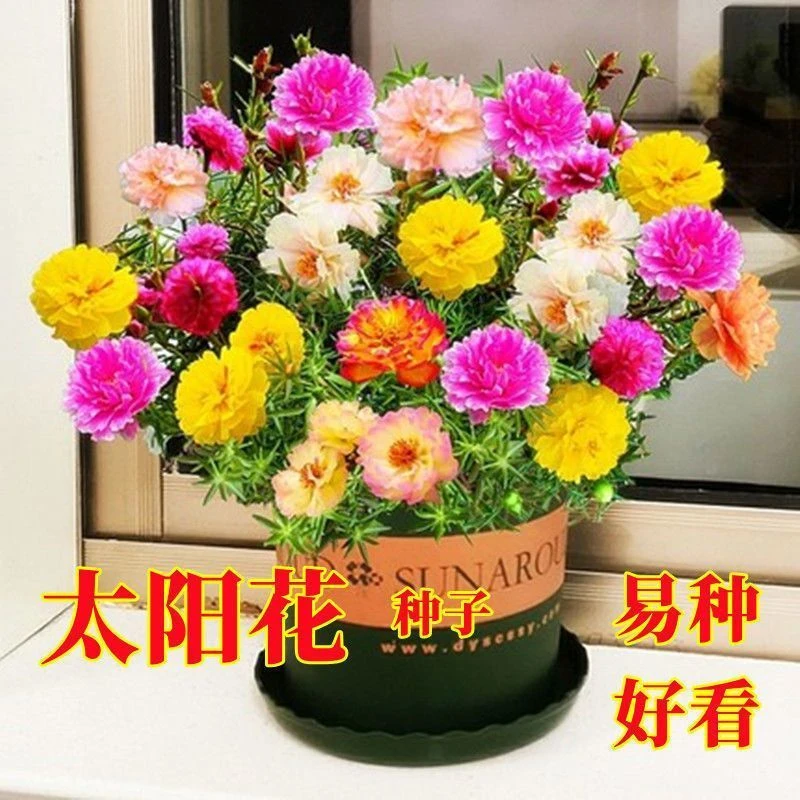 重瓣太阳花花种子花籽四季开花室内花卉易活室外种孑花种籽子包邮