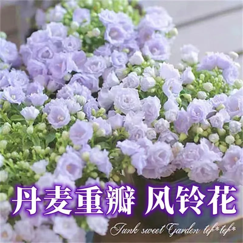 丹麦风铃花种子室内庭院阳台耐寒玲兰花盆栽花种子耐热室外花种子
