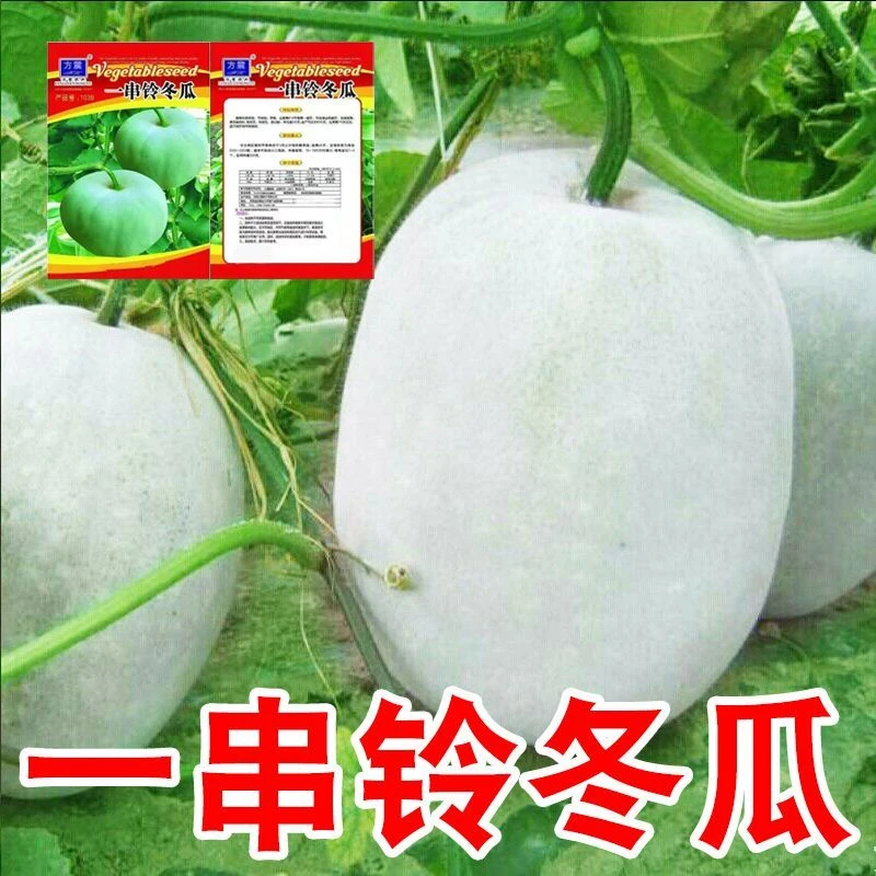 一串铃小冬瓜种子四季白皮高产小冬瓜籽庭院阳台盆栽大田蔬菜种子