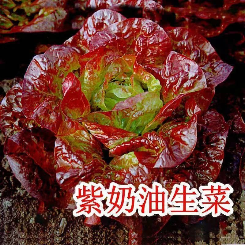 奶油咖啡紫生菜种子紫叶生菜籽耐热四季播冬季耐寒保健蔬菜种