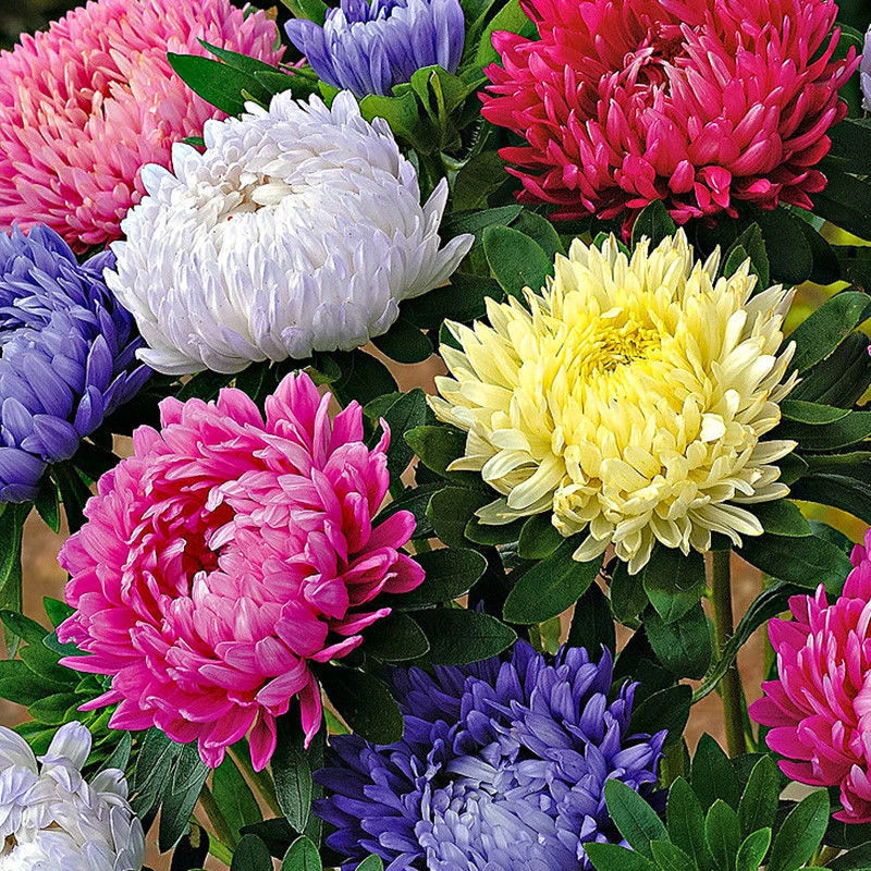 【四季种植矮杆翠菊】多色菊花种子阳台庭院盆栽易活花草花卉种子