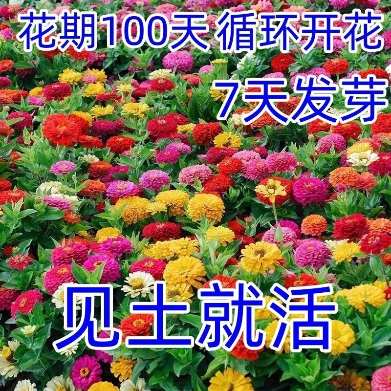 多年矮生百日草花种子籽庭院四季易种室外阳台花籽野花组合波斯菊