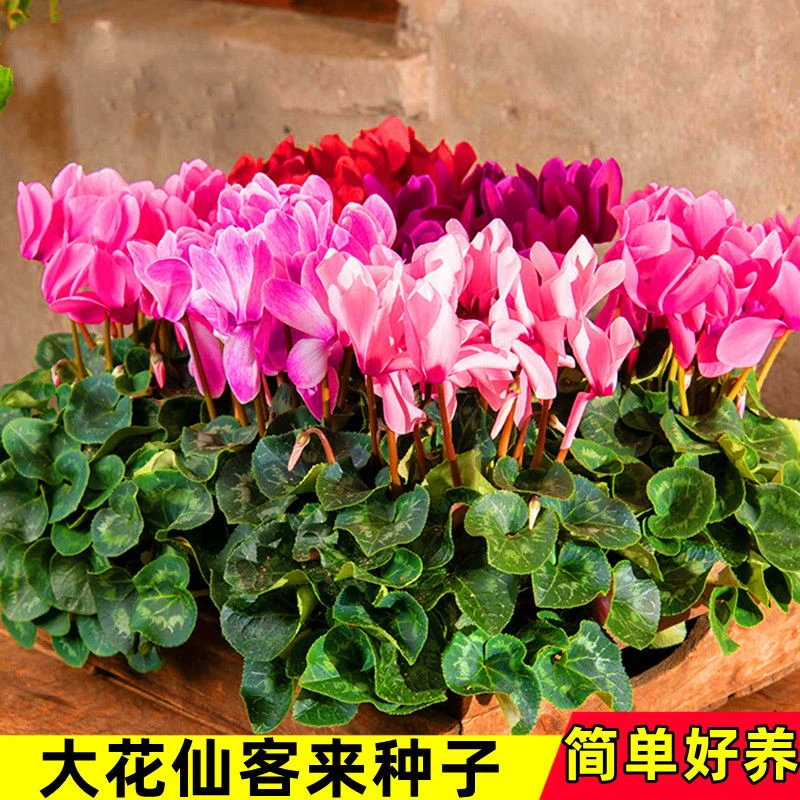 大花仙客来种子 仙客来盆栽种籽年宵植物花卉阳台可盆栽四季开花